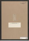 Navicula lyra var. signata A.S. (de-Toni-Nr.: Genus 1, Species 327) Zeichnungen Sammlung Grunow Nr. 749 (NHMW-BOT-W0367143)